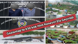 Gaziantep'te 650 kök Hint Keneviri Ele Geçirildi.