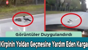 Kirpinin Yoldan Geçmesine Yardım Eden Karga