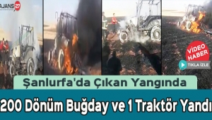 Şanlurfa'da Çıkan Yangında 200 Dönüm Buğday Yandı