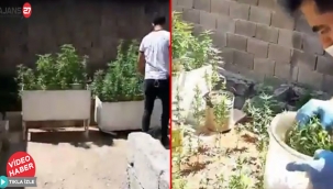 Gaziantep'te 173 Kök Hint Keneviri Ele Geçirildi