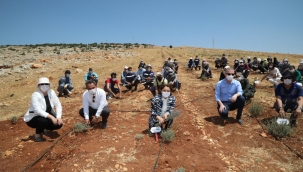Gaziantep'e Lavanta Ormanı