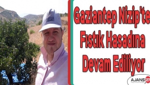 Gaziantep Nizip'te fıstık hasadına devam ediliyor