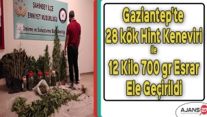 Gaziantep'te 28 kök Hint Keneviri ile 12 Kilo 700 gr Esrar ele geçirildi