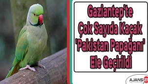 Gaziantep'te çok sayıda kaçak 'Pakistan Papağanı' ele geçirildi