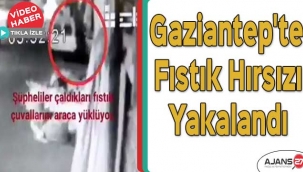 Gaziantep'te fıstık hırsızı yakalandı