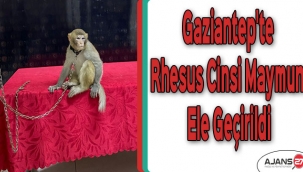 Gaziantep'te Rhesus Cinsi Maymun ele geçirildi