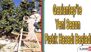 Gaziantep'te Yeni Sezon Fıstık Hasadı Başladı