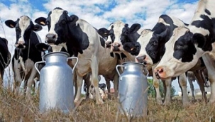 Ticari süt işletmelerince Temmuz ayında 825 bin 132 ton inek sütü toplandı