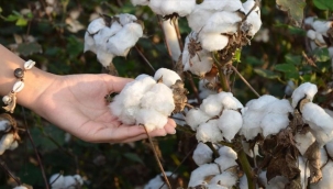 Bakan Pakdemirli'den Pamuk üreticilerine müjde
