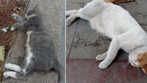 Gaziantep'te 13 Kedi öldürülmüştü! Validen anında açıklama geldi