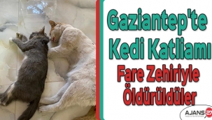 Gaziantep'te kedi katliamı