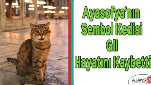 Ayasofya’nın sembol kedisi Gli hayatını kaybetti
