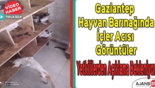 Gaziantep hayvan barınağında içler acısı görüntüler