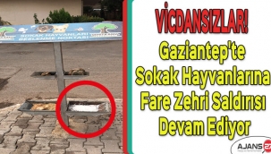 Gaziantep'te sokak hayvanlarına fare zehri saldırısı devam ediyor