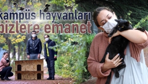 Sokaktaki canlar için duyarlı davranış