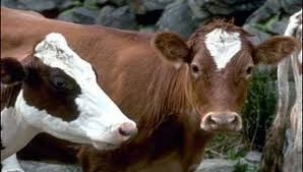 Gaziantep Nizip’te ineğe tecavüz edildi