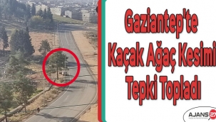 Gaziantep'te kaçak ağaç kesimi tepki topladı