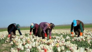 Gaziantep'te tarım ve hayvancılık faaliyetleri yasaklardan istisna tutuldu