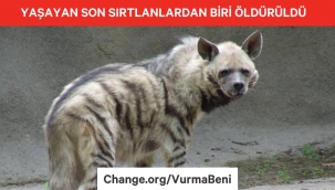 Nesli tehlike altındaki çizgili sırtlan, Gaziantep'te ölü olarak bulundu. 