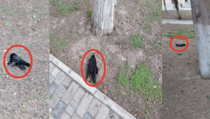 Bakü'de kargalar neden toplu halde ölüyor?