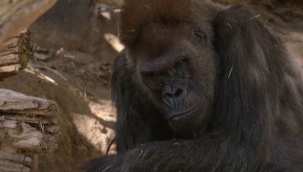 Dünyada ilk kez gorillerde koronavirüs enfeksiyonu kaydedildi