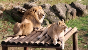 Gaziantep Hayvanat Bahçesi 5 milyon ziyaretçi çekmeyi hedefliyor