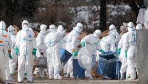 Japonya'da 12.000'den fazla kaz itlaf edilecek