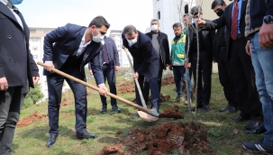 Başkan Baydilli gençlerle nar fidanı dikti