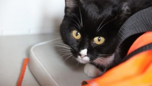 Kedi pilota saldırdı: Uçak acil iniş yaptı