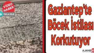 Gaziantep'te böcek istilası korkutuyor