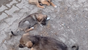 Gaziantep, Karkamış'ta sokak hayvanlarına yardım bekleniyor