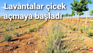 Aktaş; 