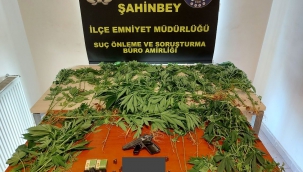 Gaziantep'te 56 kök hint keneviri ele geçirildi