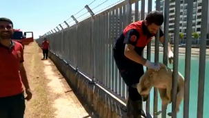 Şanlıurfa'da kanala düşen köpek kurtarıldı