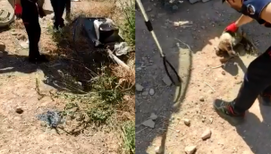 Şanlıurfa'da kanalizasyona düşen yavru köpek kurtarıldı