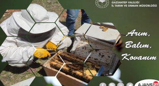 “Arım, Balım, Kovanım” projesi kapsamında üreticilerimize arılı kovan dağıtımı yapıldı