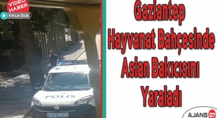 Gaziantep hayvanat bahçesinde aslan bakıcısını yaraladı