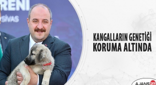 Kangalların genetiği koruma altında