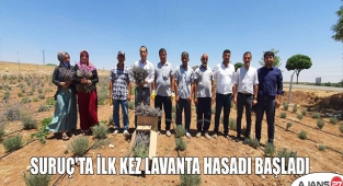 Suruç'ta ilk kez lavanta hasadı başladı