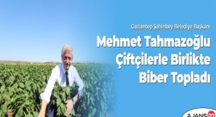 Başkan Tahmazoğlu Çiftçilerle Birlikte Biber Topladı