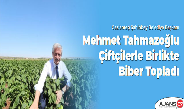 Başkan Tahmazoğlu Çiftçilerle Birlikte Biber Topladı
