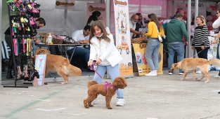 5 Ton Mama ve 70 Adet Kulübe Barınaklara Bağışlandı!