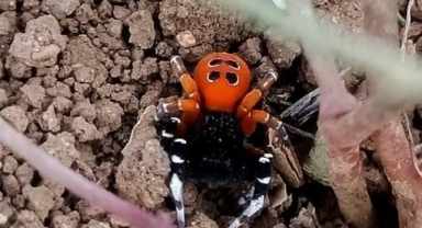 Elazığ'da 'Uğur Böceği Örümceği' Görüldü