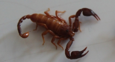 Konya’da Yeni Bir Akrep Türü Keşfedildi: 'Euscorpius gulhanimae'