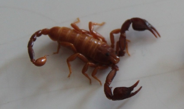 Konya’da Yeni Bir Akrep Türü Keşfedildi: 'Euscorpius gulhanimae'