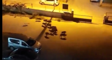 Kuşadası'nda Başıboş Köpekler Domuz Sürüsünü Kovaladı