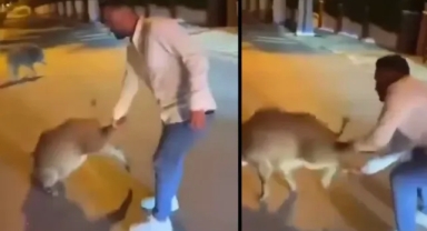 Kuşadası'nda Şehir Merkezine İnen Domuz Vatandaşın Eliyle Yakalandı