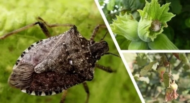 ‘Osuruk Böceği’ Olarak Bilinen Kahverengi Kokarca, Çiftçiyi 800.000 TL Zarara Soktu